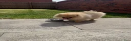 Pomeranian dogs for sale: Teddy face Pomeranians  - Advert 17