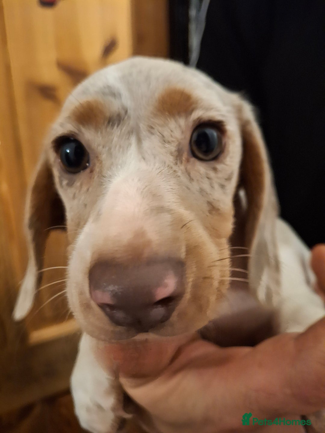 Dachshund dogs for sale: Beautiful Dachshund Puppies looking for a Home - Advert 2