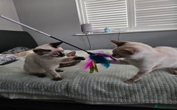 Bengal cats for sale:  CHAMPION LINE Top Quality Bengal -DNA Tested - Image 3