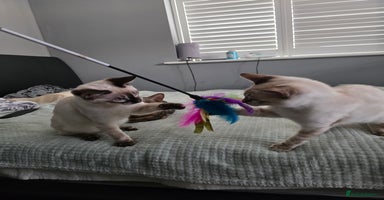 Bengal cats - Advert 11