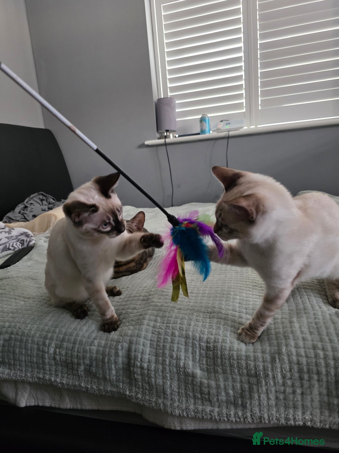 Bengal cats for sale:  CHAMPION LINE Top Quality Bengal -DNA Tested - Image 3