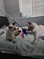 Bengal cats - Advert 6