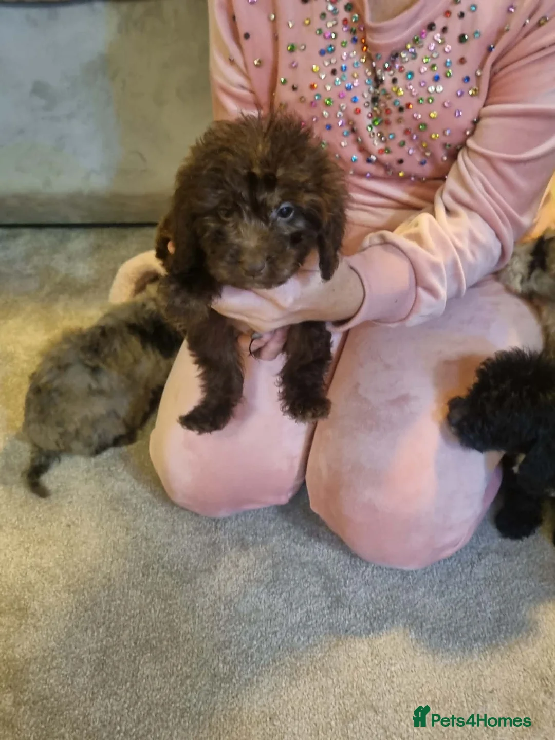 Cockapoo dogs for sale: Beautiful cockapoo  - Advert 30