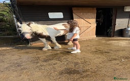 Irish Cob horses for sale: 2 year old filly cob - Image 2