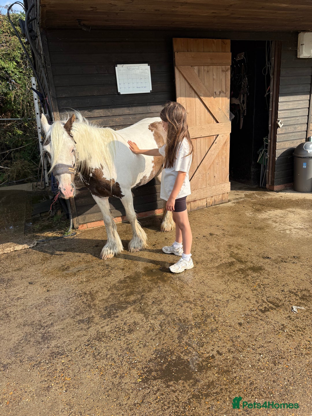Irish Cob horses for sale: 2 year old filly cob - Image 2