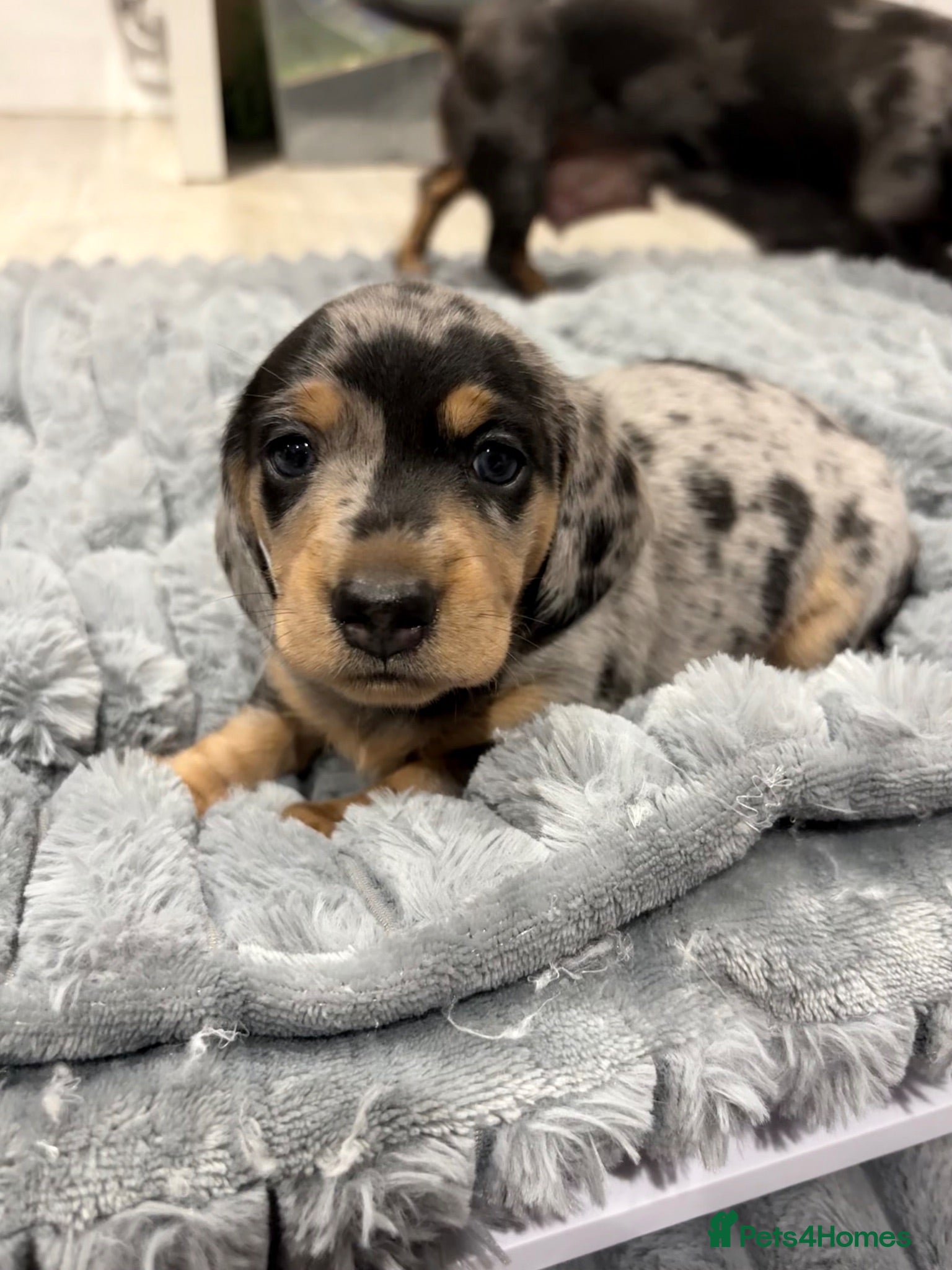 Dachshund dogs 🐾 Last male miniature Dachshund Puppy 🐾 - Advert 2