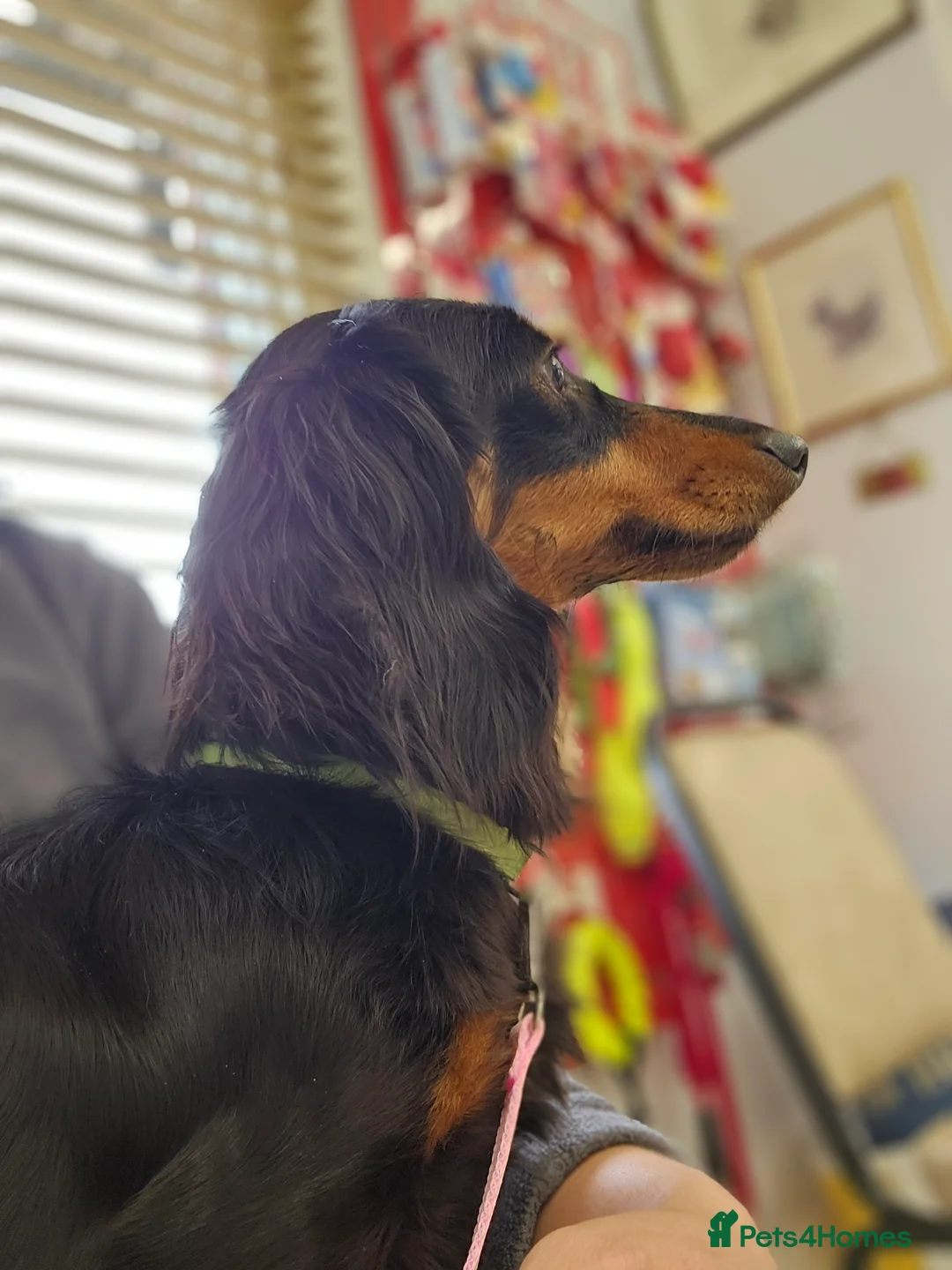 Miniature Dachshund dogs for sale: Dachsund - Advert 3