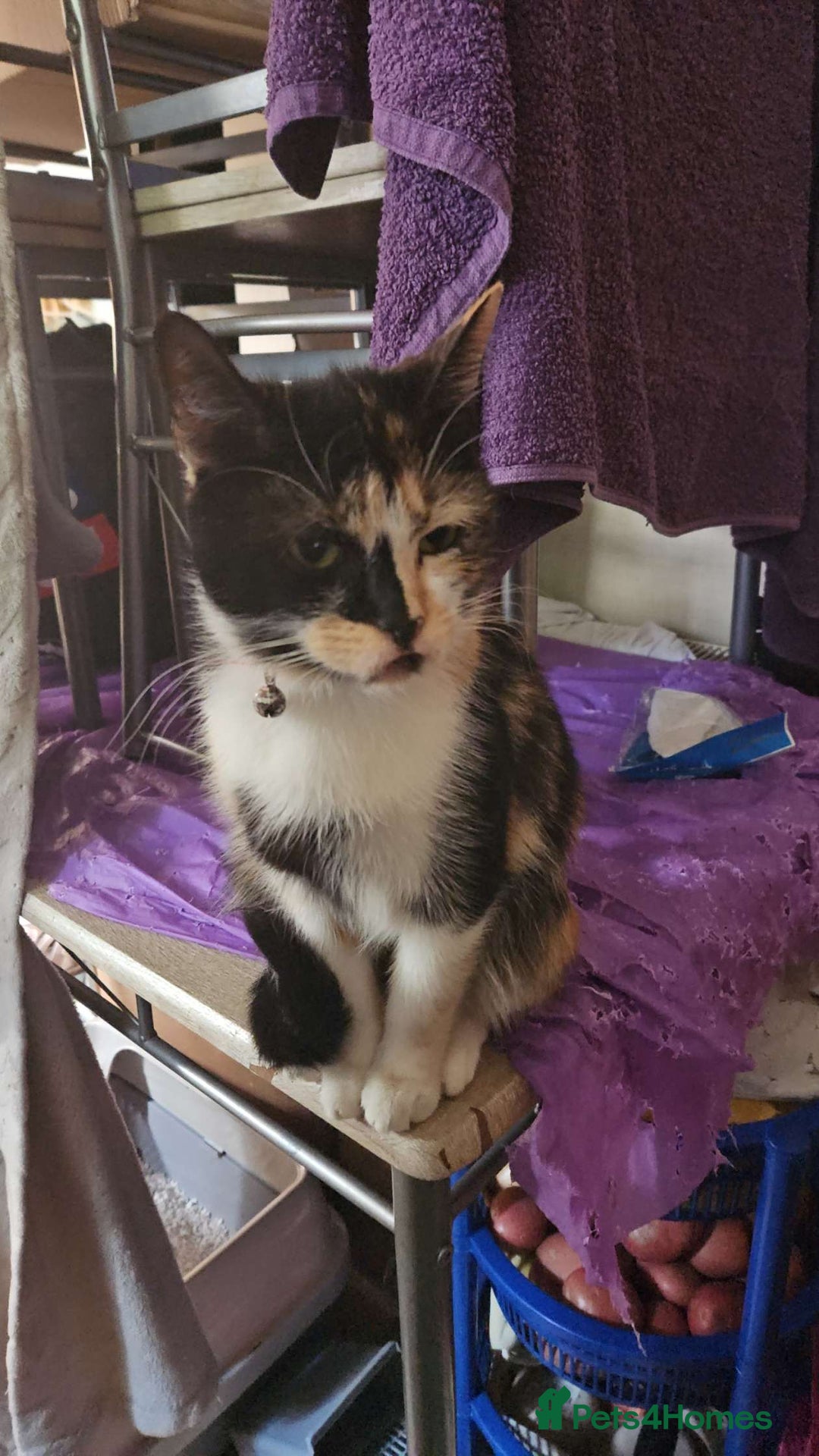 Mixed Breed cats for sale: Mixed bread  - Image 9
