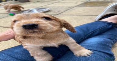 Cocker Spaniel dogs - Advert 6