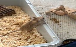 Gerbil rodents for sale: 2 male gerbils  - Advert 5