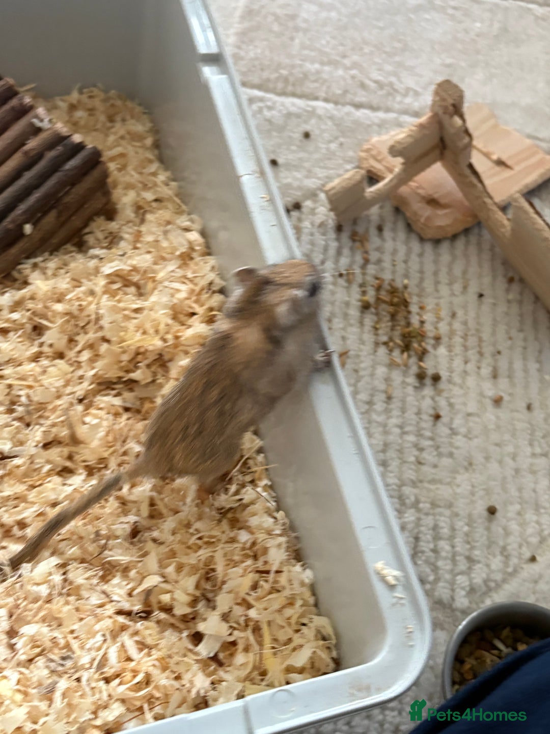 Gerbil rodents for sale: 2 male gerbils  - Advert 5