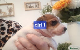 Jack Russell dogs for sale: Jack Russell  - Advert 5