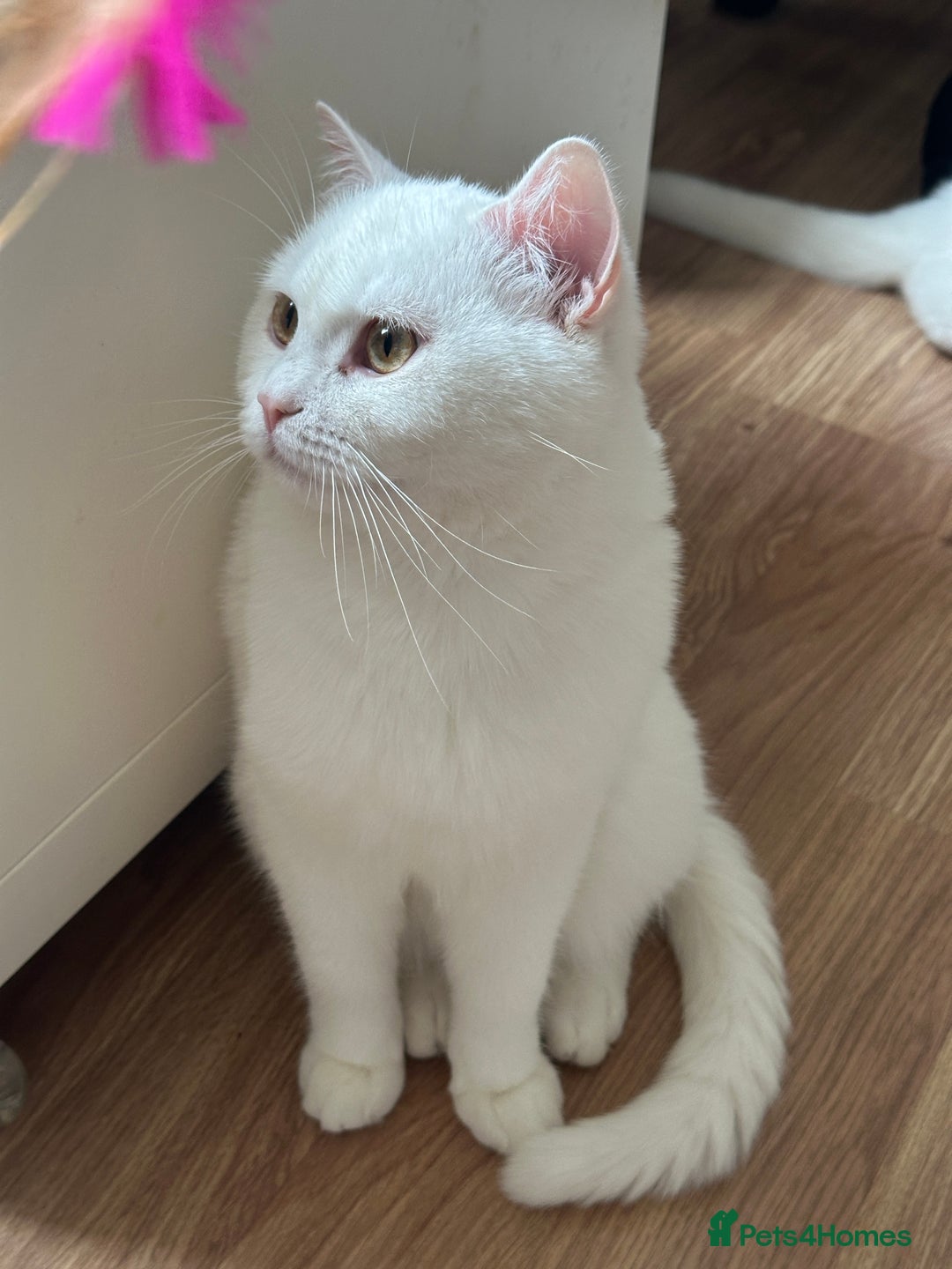 British Shorthair cats for sale: Gorgeous British Longhair & Shorthair Kittens - Advert 18