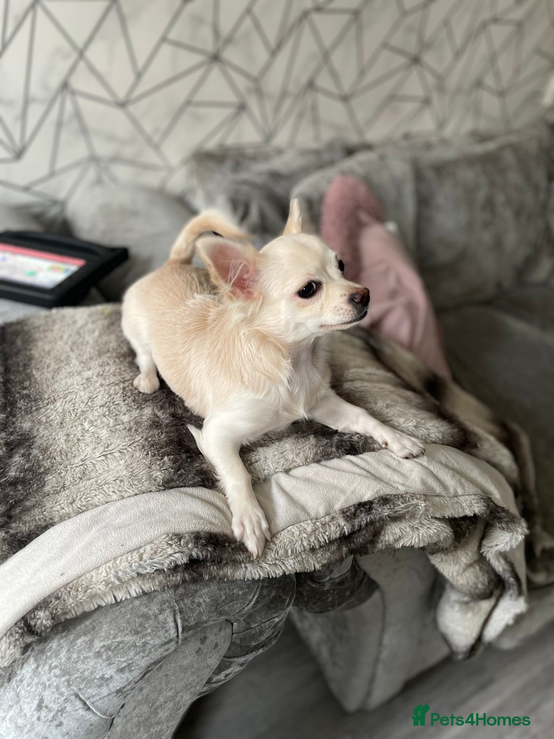 Chihuahua dogs for sale: Female chihuahua - Advert 3