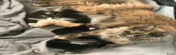 Maine Coon cats for sale: POLYDACTYL MAINE COON KITTENS - Advert 2