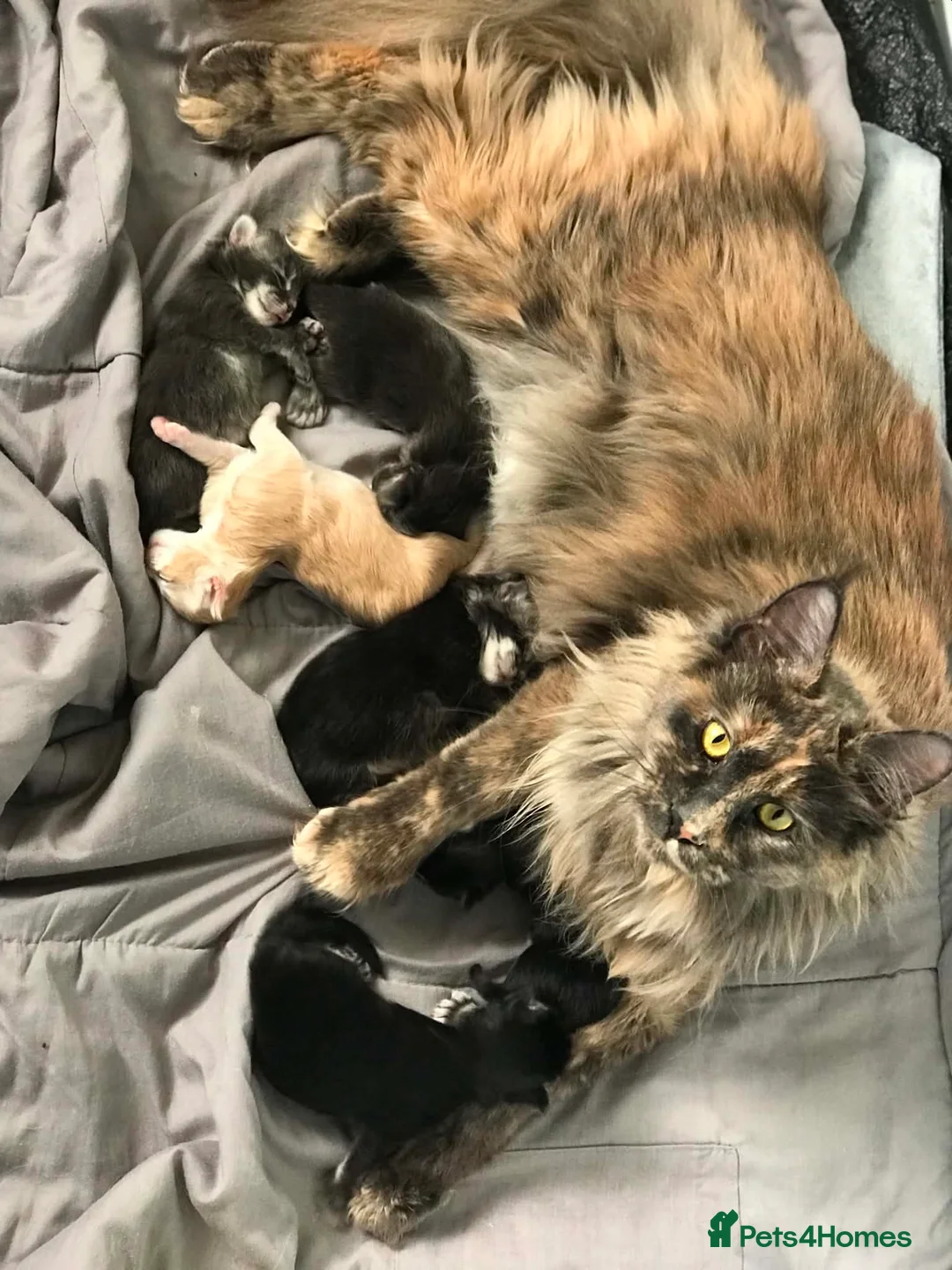 Maine Coon cats for sale: POLYDACTYL MAINE COON KITTENS - Advert 2