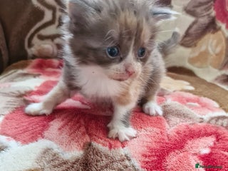 Mixed Breed cats Little kittens - Advert 2