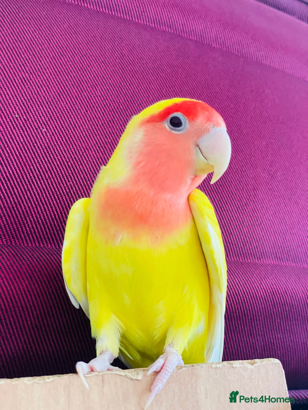 Mixed Breed birds for sale: Love birds and cockatiels Next - Advert 3