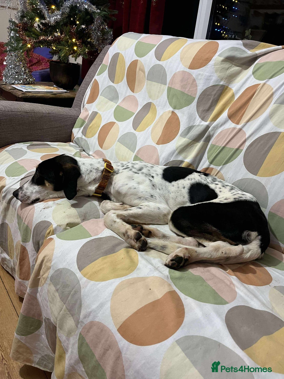 Mixed Breed dogs for adoption: Aria is ready for her forever family! - Advert 6