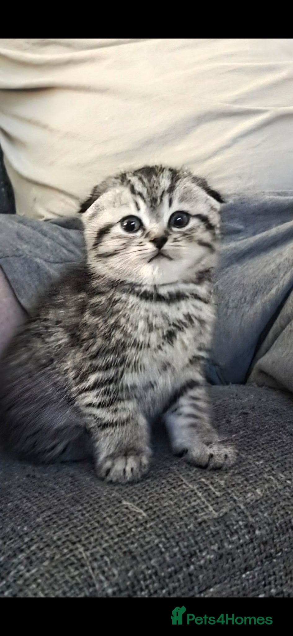 Scottish Fold cats Scotish fold/straight - Advert 3