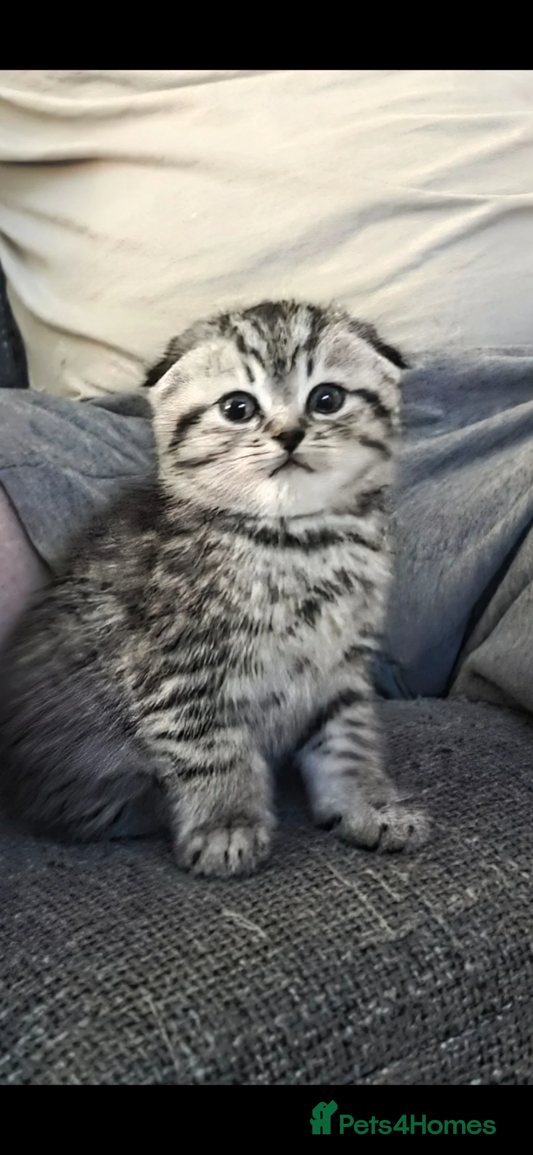 Scottish Fold cats for sale: Scotish fold/straight - Advert 1