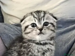 Scottish Fold cats Scotish fold/straight - Advert 3