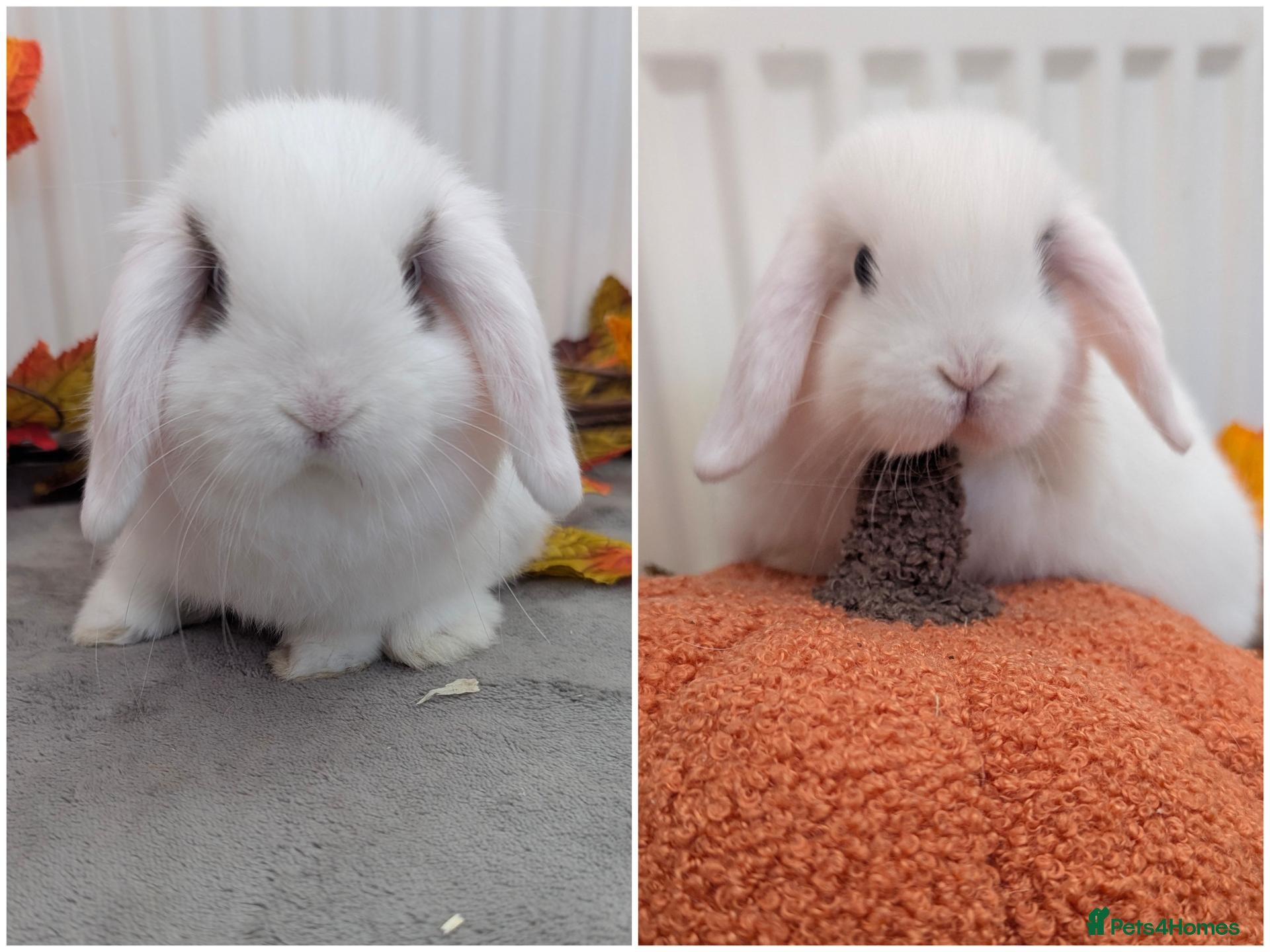 Mini Lop rabbits Mini lops ready to reserve - Advert 15