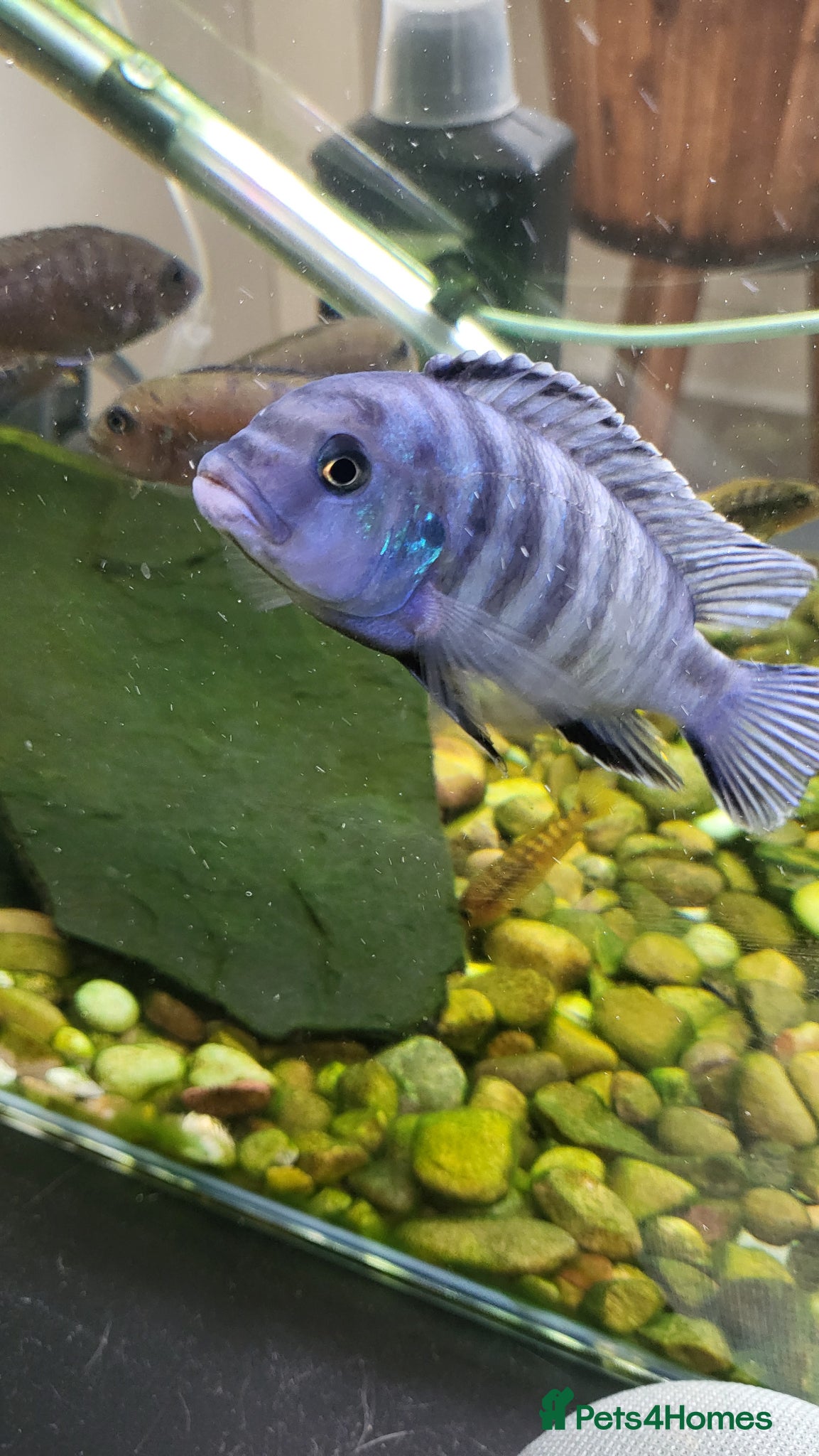 Cichlids fish Malawi cichlids for sale - Advert 1
