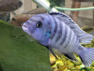 Cichlids fish Malawi cichlids for sale - Advert 8