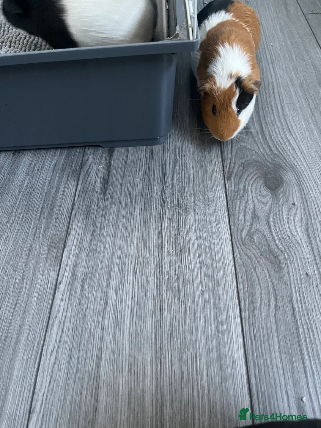 Guinea Pig rodents for sale: 2 male guinea pigs  - Advert 2