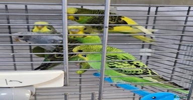Budgerigars birds - Advert 2