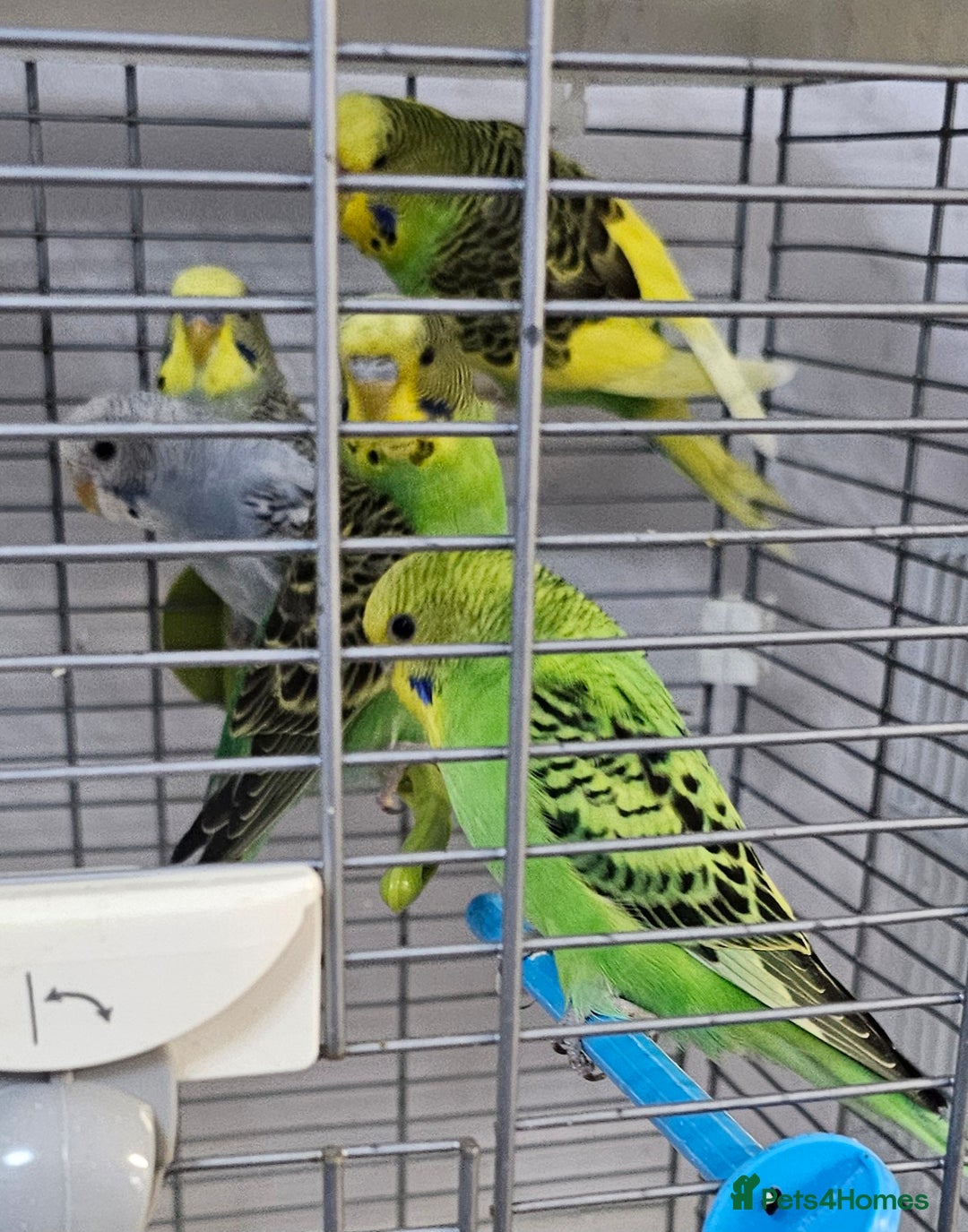 Budgerigars birds for sale: Budgies available for new homes - Image 4
