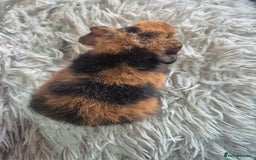 Guinea Pig rodents for sale: 3 male and 1 female baby guinea pigs  - Image 6