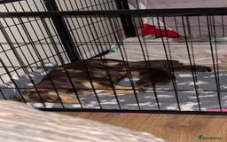 Miniature Dachshund dogs for sale:  Chocolate miniature dachshund  - Image 4
