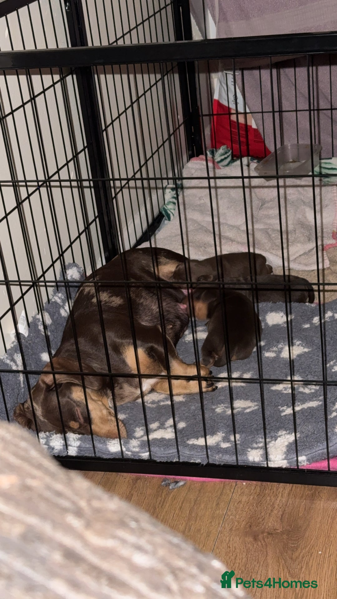 Miniature Dachshund dogs for sale:  Chocolate miniature dachshund  - Image 4