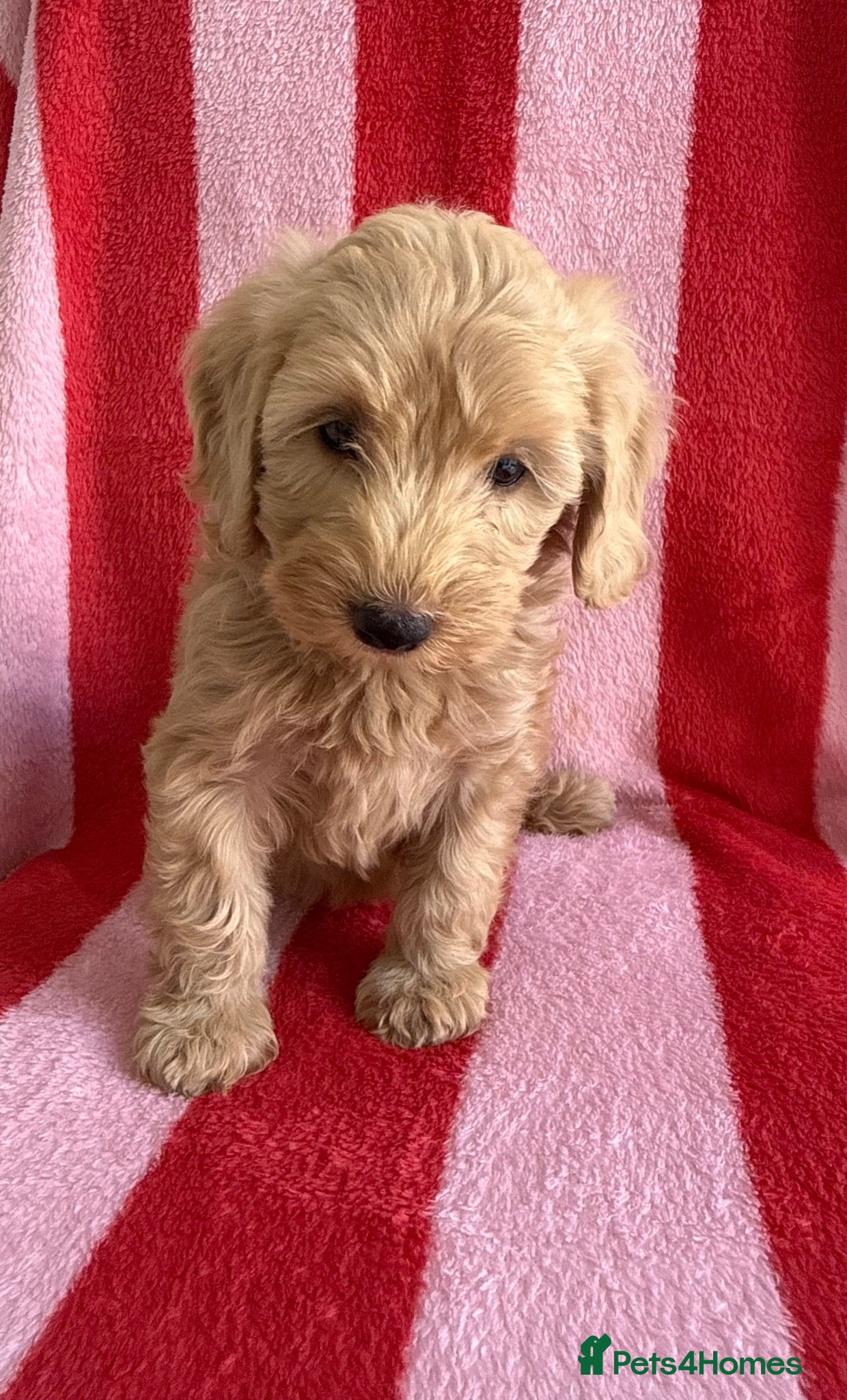 Cockapoo dogs 7 Beautiful Cockapoo Puppies  - Advert 5