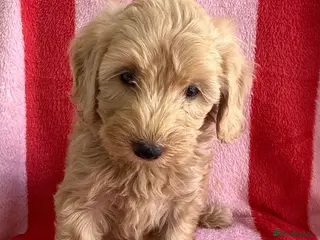 Cockapoo dogs 7 Beautiful Cockapoo Puppies - Advert 5