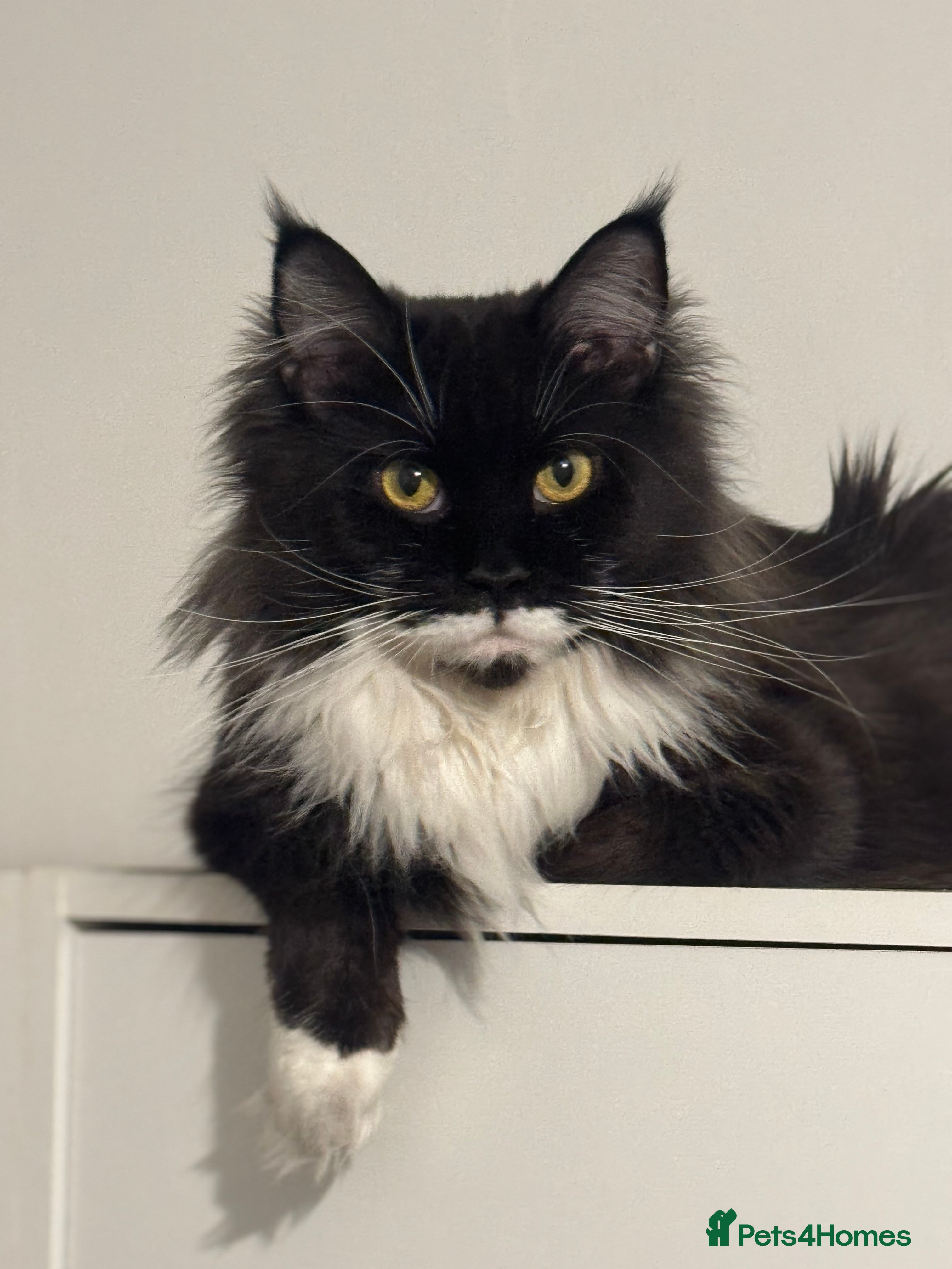 Maine Coon cats Gorgeous Maine Coon kittens from the GCCF Pedegree - Advert 6