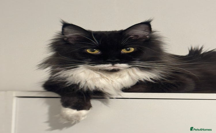 Maine Coon cats Gorgeous Maine Coon kittens from the GCCF Pedegree - Advert 3