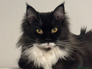 Maine Coon cats Gorgeous Maine Coon kittens from the GCCF Pedegree - Advert 3