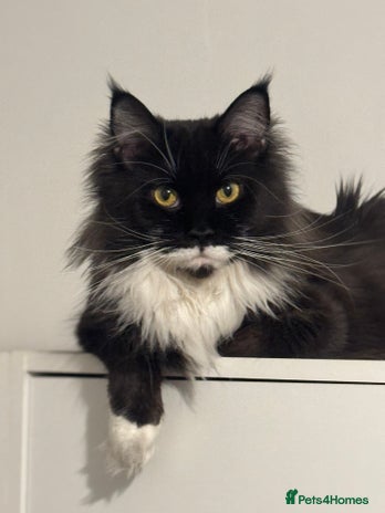 Maine Coon cats Gorgeous Maine Coon kittens from the GCCF Pedegree - Advert 4