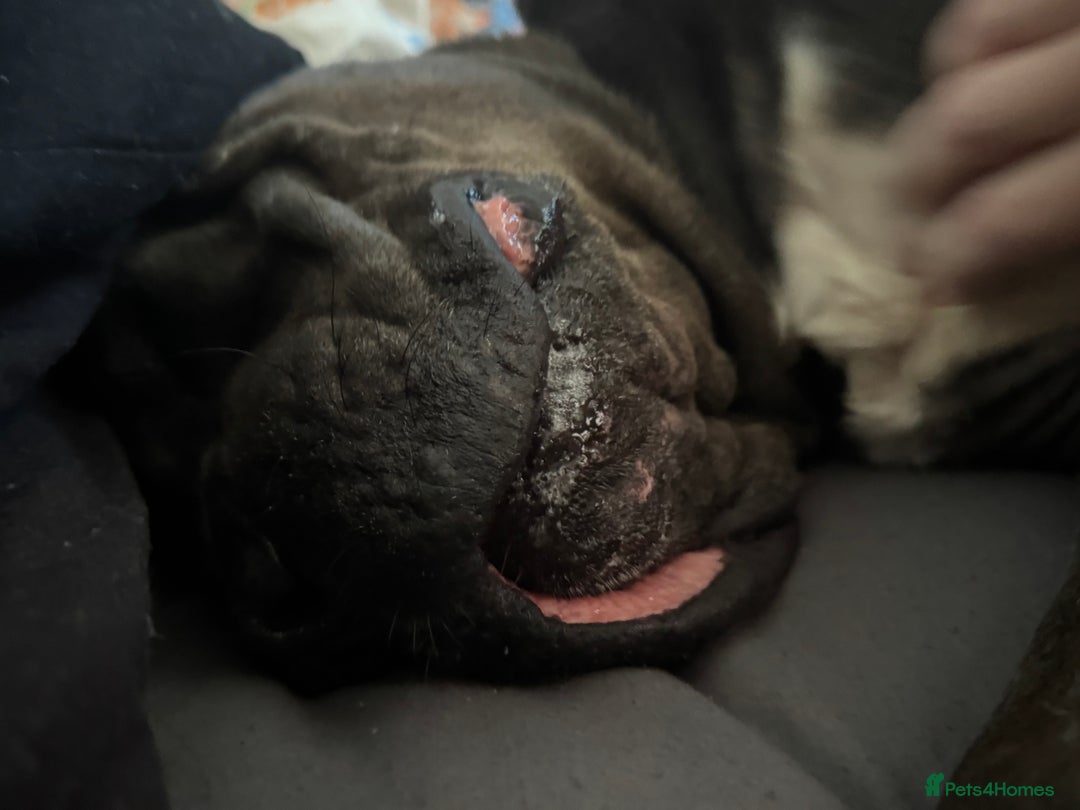 Cane Corso dogs for sale: That (Tye) looking for his forever home  - Image 4