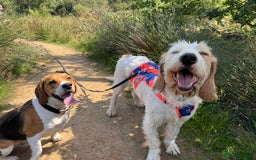 Mixed Breed dogs for adoption: Rufus - lovely Grand Griffon Vendeen for adoption - Image 10