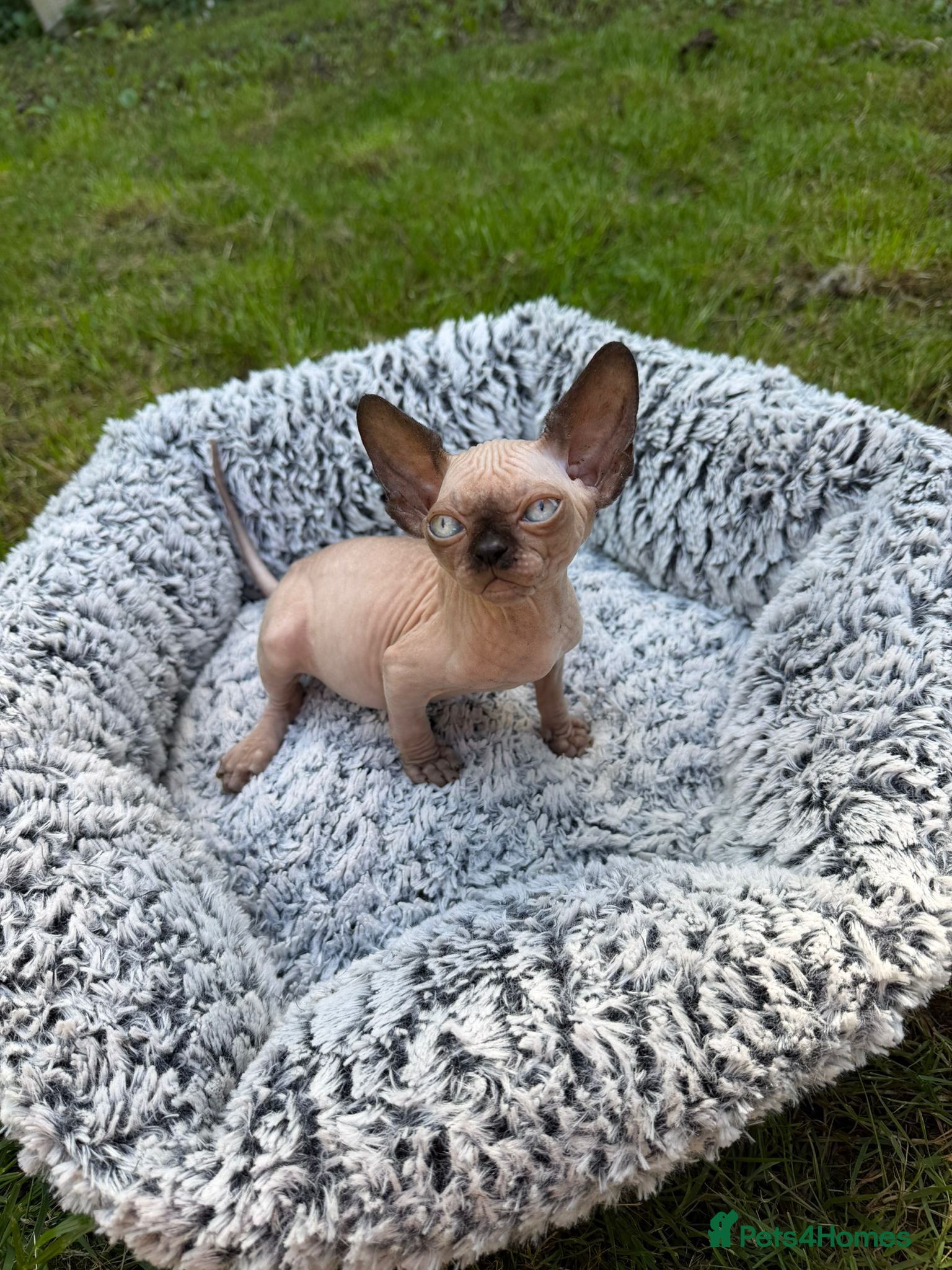 Sphynx cats Beautiful Canadian Sphynx Boy – Ready for His Home - Advert 3