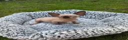 Sphynx cats for sale: Beautiful Canadian Sphynx Boy – Ready for His Home - Advert 9