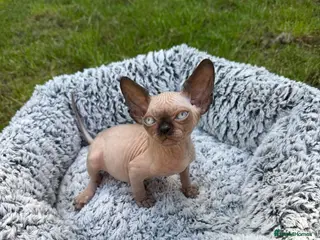 Sphynx cats Beautiful Canadian Sphynx Boy – Ready for His Home - Advert 6