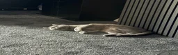 British Shorthair cats for sale: British Short hair  - Advert 3