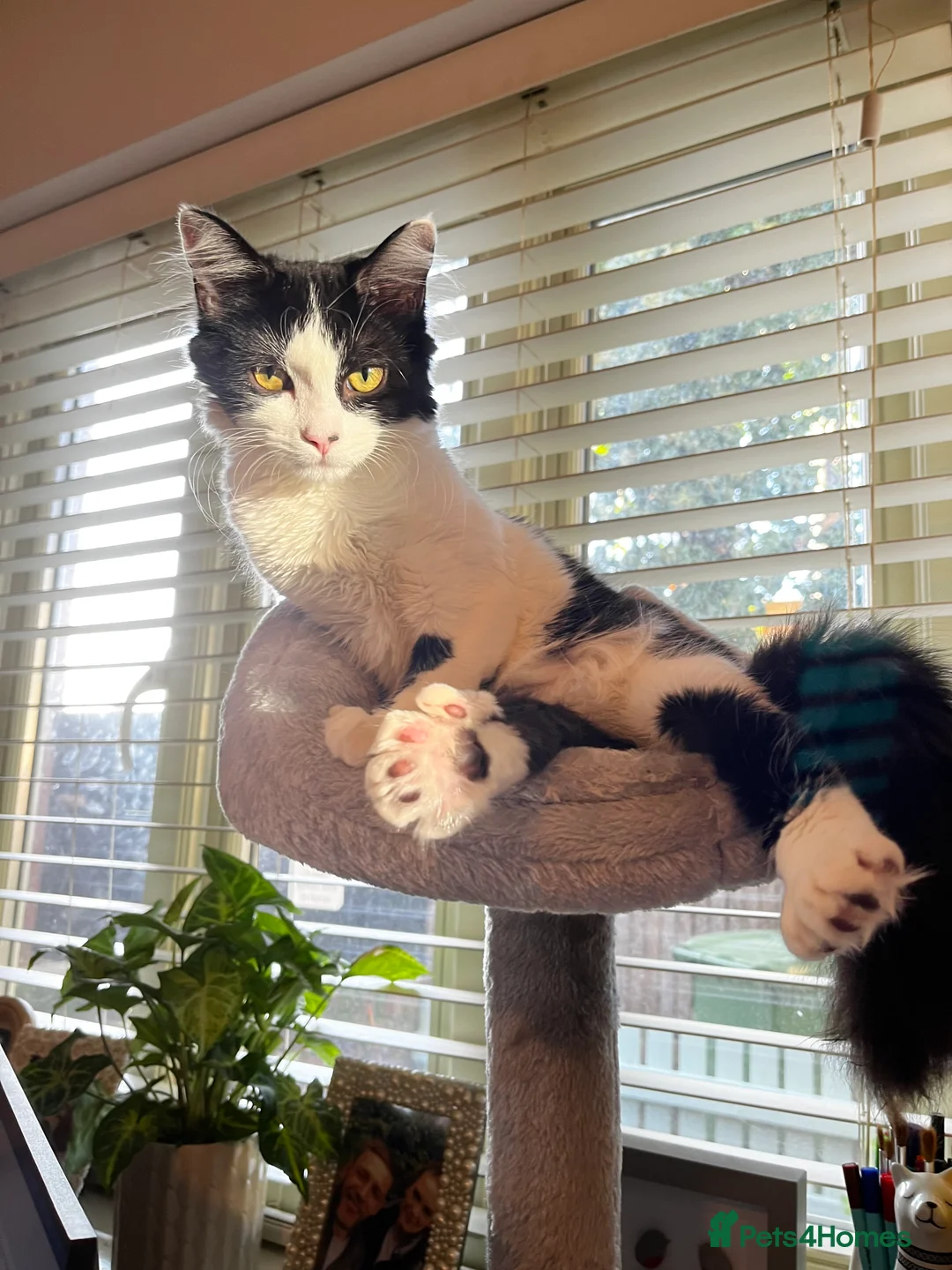 Mixed Breed cats for sale: 🐾 Re-homing our beautiful Tilly Tot - Advert 5