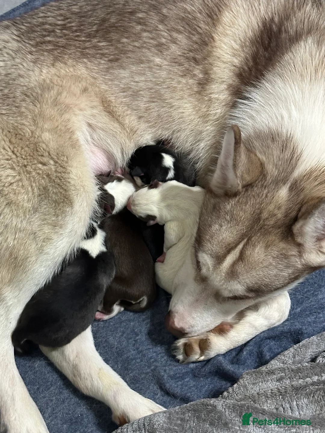 Siberian Husky dogs for sale: 4 Beautiful Siberian Husky Puppies - Advert 19