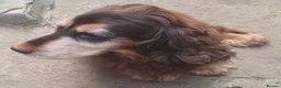 Sprocker dogs for sale: Sprocker pups for sale  - Advert 13